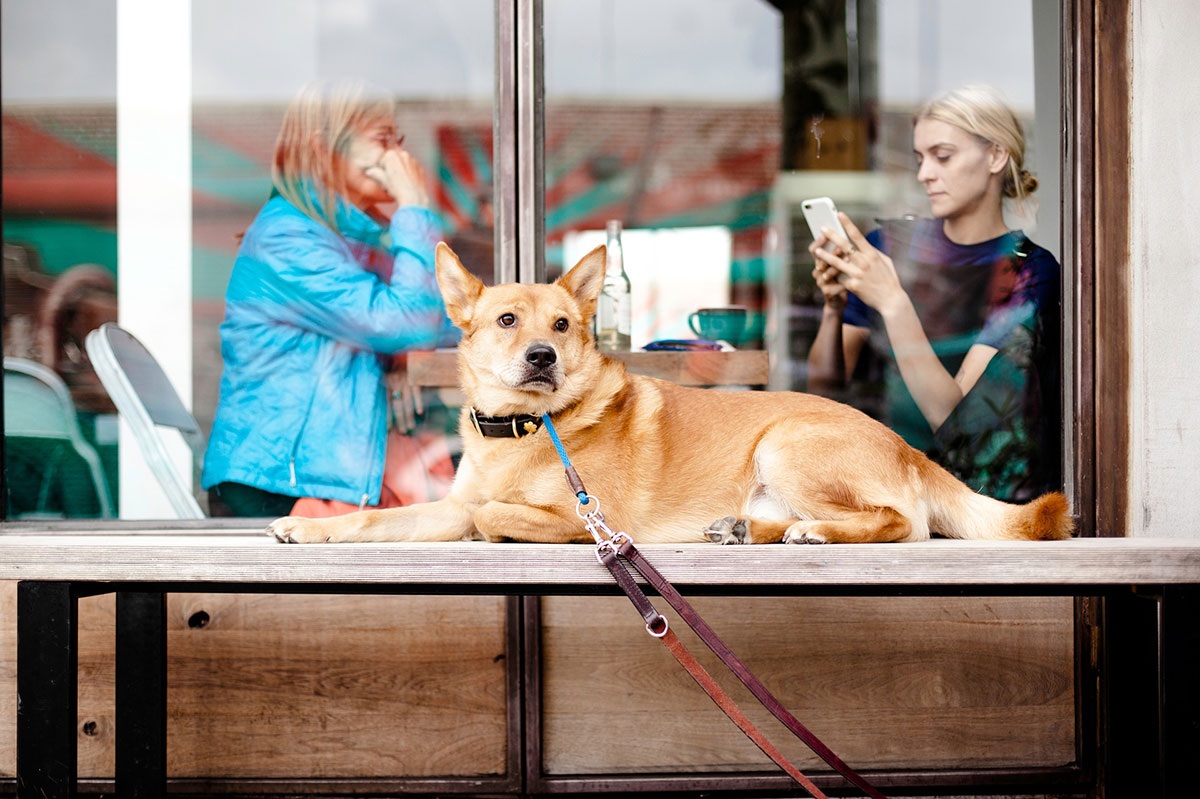 Dog-Friendly Restaurants in Shanghai (Bars & Cafes too!)