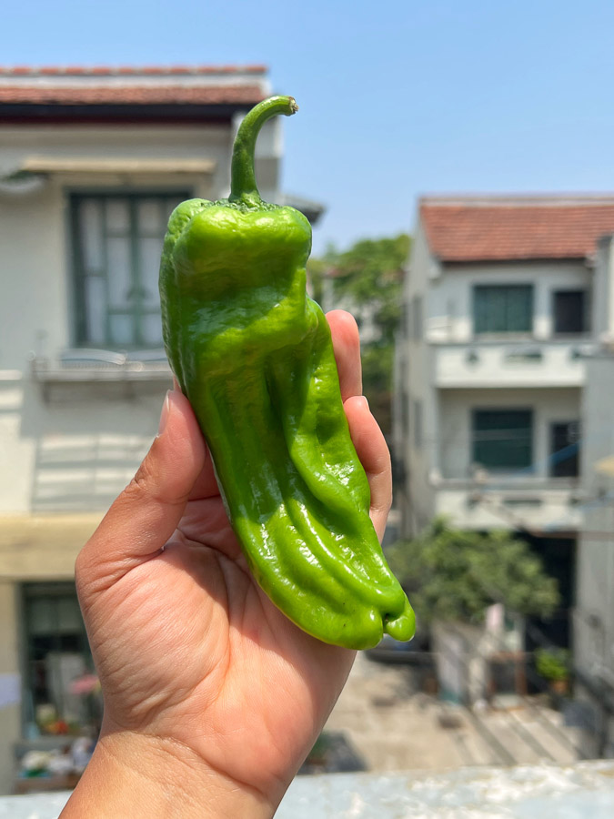 Recipe for Relish: How to make green pepper relish at home. Recipe by Rachel Gouk @ Nomfluence.